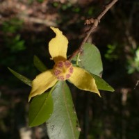 Mitrephora heyneana (Hook.f. & Thomson) Thwaites